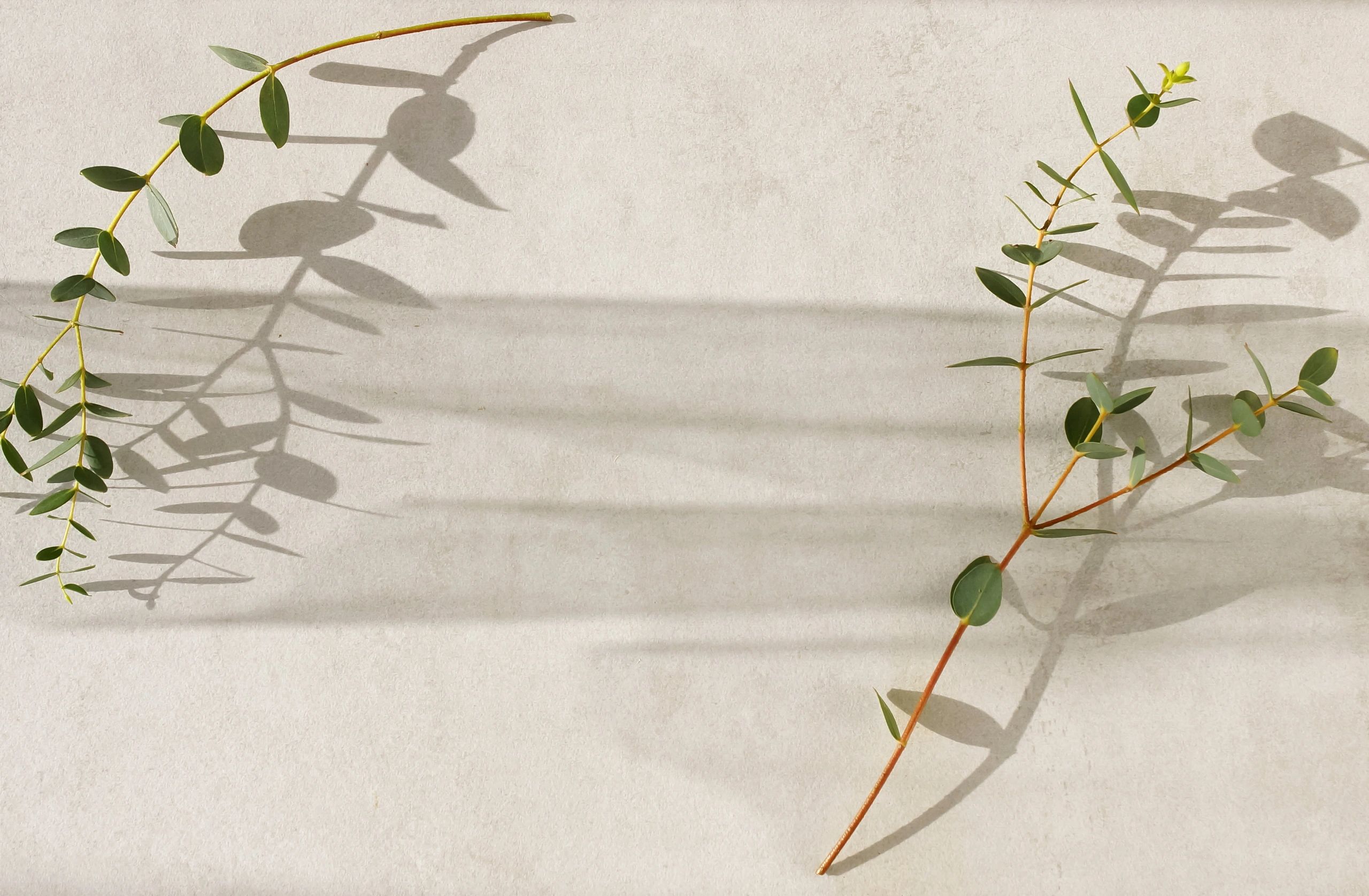 Australian nature botanical minimalist